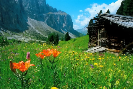 Alpine flowers - pretty, summer, Alps, landscape, grass, mountain, flowers, cliffs, nice, hut, cottage, sky, house, greenery, trees, beautiful, slope, freshness, wildflowers, nature, rocks