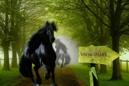 Escape from fear of obscurity and follow your dreams... - misty, black, follow your dreams, sign, horses, black horse, two horses, forest