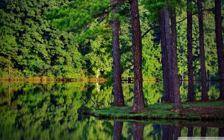 araucaria - nature, water, green, trees