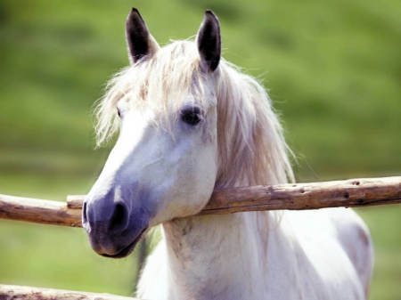 HEAVY HEAD - white, nature, heavy, Horse, animals