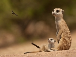 MEERKATS