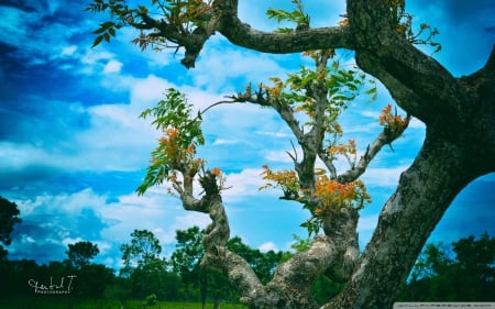 blue sky - cloud, tress, blue, sky