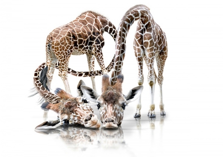 Adorable giraffes - cute, love, wild life, giraffe