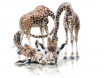 Adorable giraffes