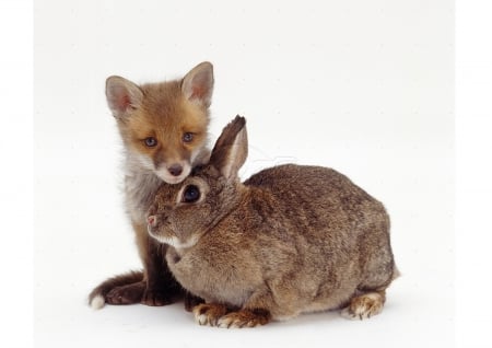 Fox puppy and a rabbit - rabbit, animals, cute, puppy, fox