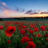 Field of Poppies