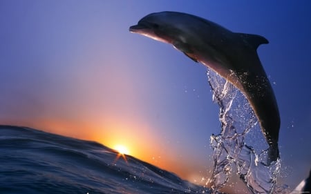 Dolphins - sea, Dolphins, sunset, summer