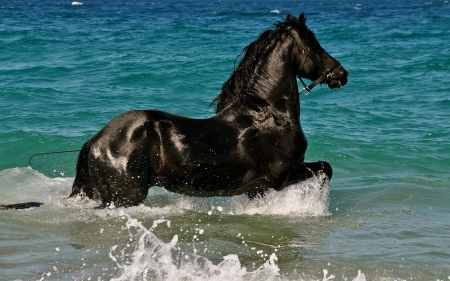 Horse - summer, horse, black, beautiful, sea