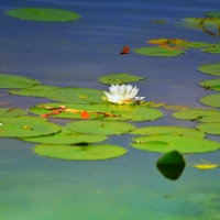 Water Lily at Heart Lake Conservation Area-Brampton Ontario Canada