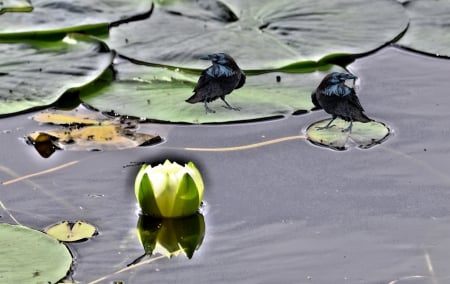 Crows & Lily pads @ Heart Lake Conversation Area Brampton Ontario Canada - canada, ontario, heart lake, brampton