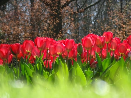 Garden Paradise - wonderful, fresh, tulips, nature, garden, red, green, paradise