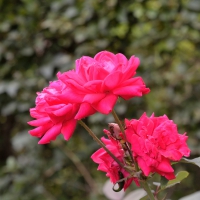 Red Macro Rose