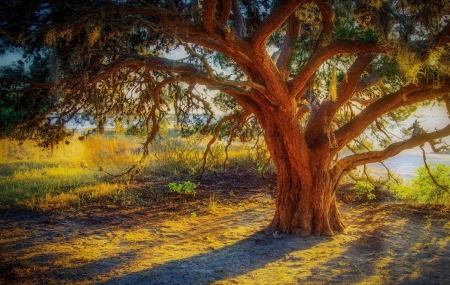 * TREE * - field, tree, trees, nature