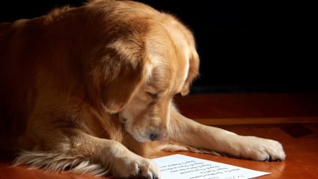 a very smart golden retriever - paper, smart, laying down, reading, dog