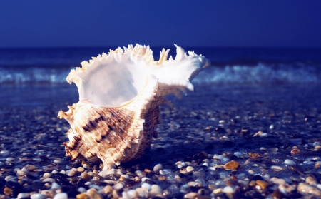 Seashell - shells, ocean, seashell, blue sky