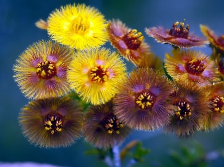 Beautiful Flowers - nature, beauty, close-up, beautiful, flowers