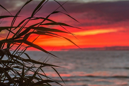 Sunset - nature, lake, sunset, grass