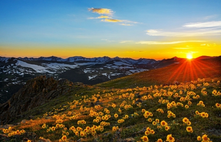 Colorado Wildflowers - sky, sunflowers, sunset, mountains, light blue, yellow, beautiful, snow, green, flowers