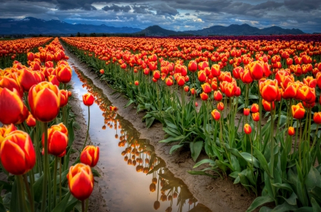 Beauty After Rain - sky, snowy peaks, tulips, field, mountains, spring, washington state, reflection, clouds, red, beautiful, green, flowers