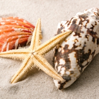 â™¥Seashellsâ™¥