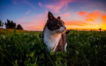 Cat - sleeping, cat face, hat, cat, kitty, animals, lovely, kitten, paws, face, pretty, cats, beautiful, cute