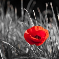 Red poppy