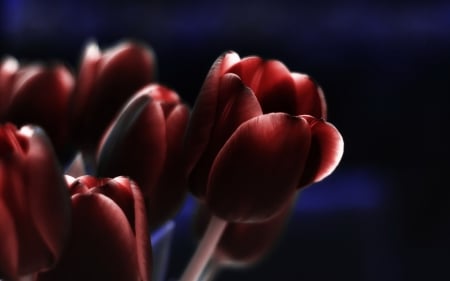 Brilliant - flowers, tulips, brilliant, red