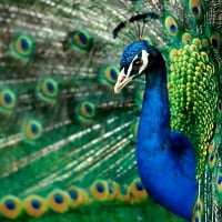 Peacock