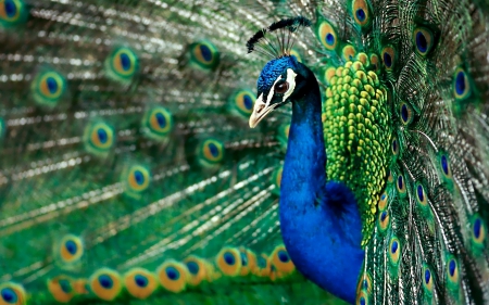 Peacock - tail, peacock, blue, green, feather, bird