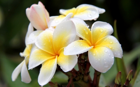 Plumeria - white, beauty, yellow, flowers, plumeria, flower