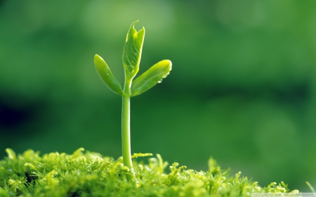 green sprout - sprout, nature, plant, green