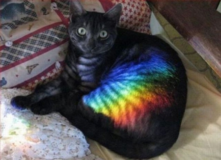 CAT WITH RAINBOW - rainbow, cute, cat, reflection