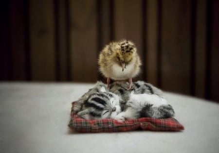 LITTLE KITTEN WITH CHICK