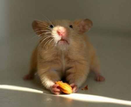 CUTE LITTLE MOUSE