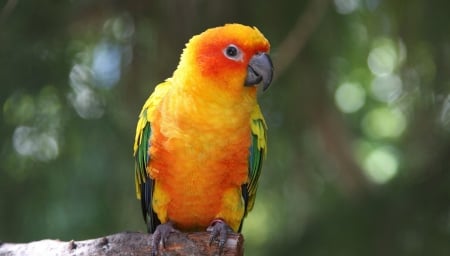 Parrot - wallpaper, popular, macaw, animals, bird, parrot, orange, colors, birds