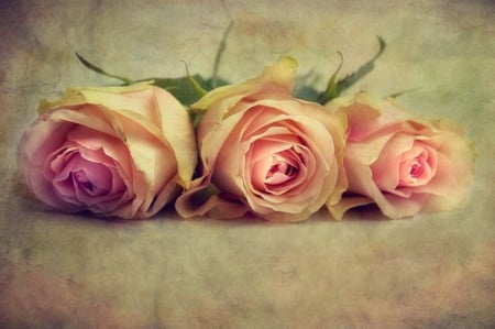 Three times a lady - nature, pink roses, flowers, beautiful