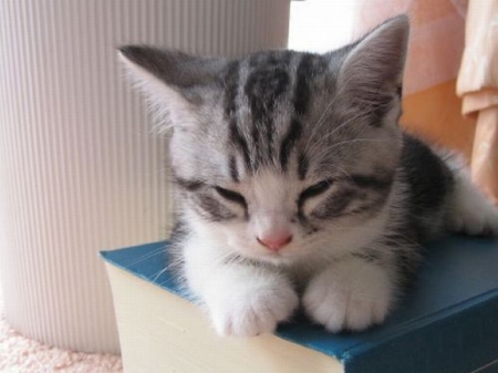 SLEEPY KITTEN - cat, sleepy, little, kitten