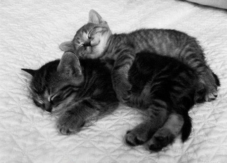 SLEEPING KITTENS