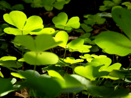 Sorrel - green, sorrel, forest, evening