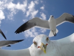 Seagulls in Flight