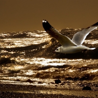 Seagull at Sunset