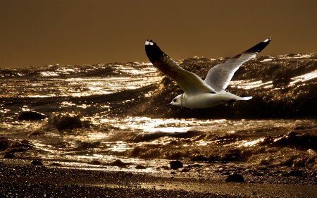 Seagull at Sunset - Ocean, Waves, Sunset, Seagull