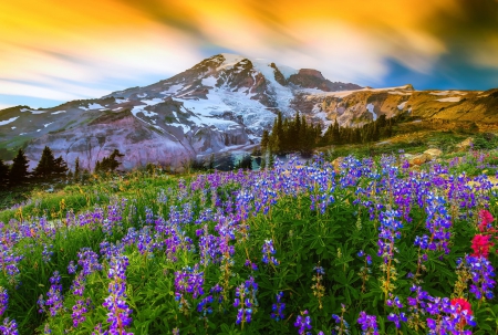 Mount Rainier National Park - sky, blossoms, clouds, flowers, usa