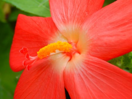 Red Flower - nature, macro, flower, photography