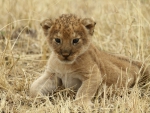 Lion Cub at Tanzanias Serengeti National Park