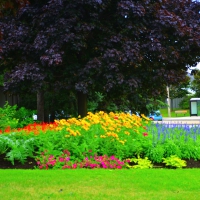 Corner garden side view -Brampton Ontario Canada summer 2014