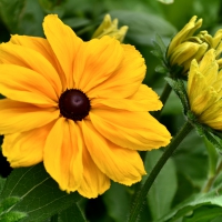 Closeup of flower in Brampton Ontario Canada summer 2014