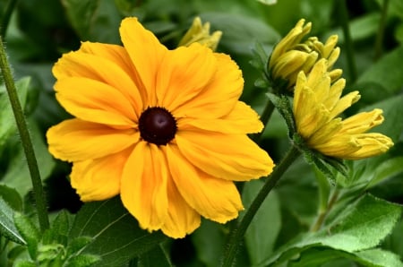 Closeup of flower in Brampton Ontario Canada summer 2014