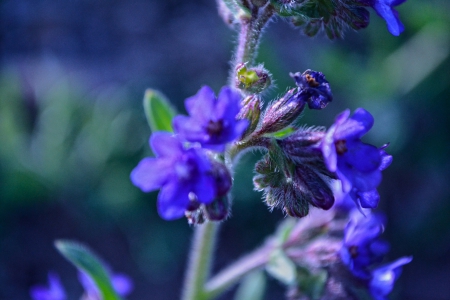 Blue Flower - romania, blue, flower, neamt