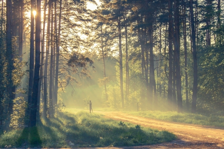 Focus - trees, nature, rays, focus, forest